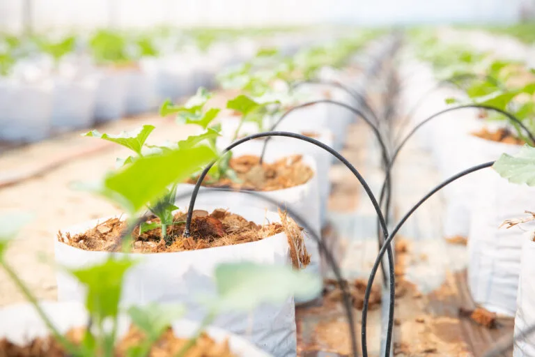 croissance du jeune melon en serre