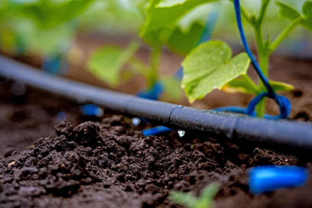 vue rapprochee de la plante qui pousse sur le champ
