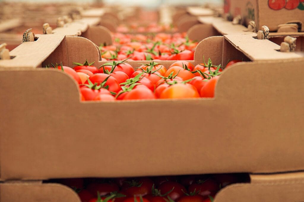 red fresh tomatoes gathered into cardboaard boxes purchasing